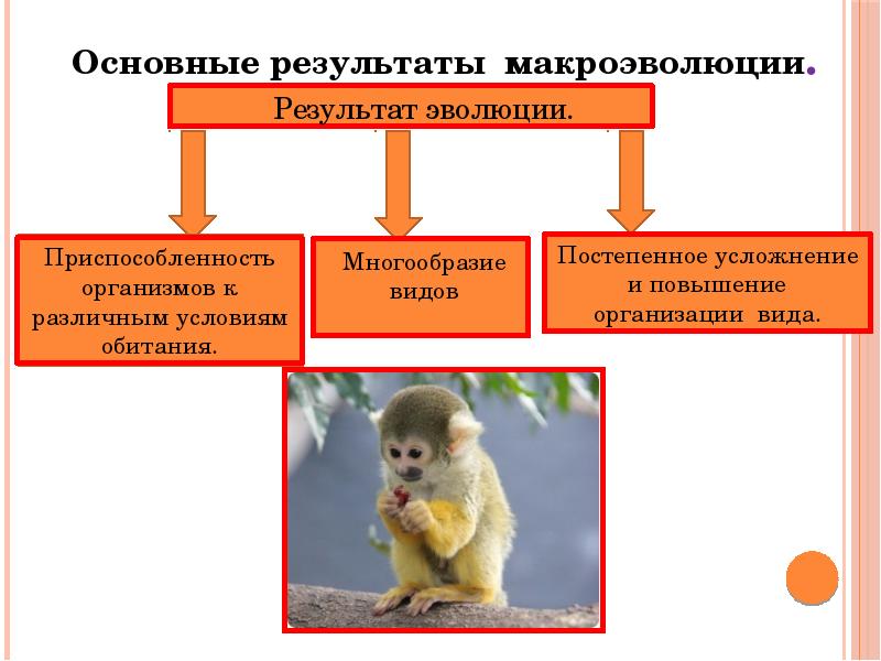 Приспособленность результат эволюции презентация