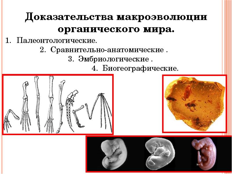 Палеонтологические доказательства. Макроэволюция палеонтологические доказательства. Эмбриологические доказательства макроэволюции кратко. Палеонтологический эмбриологический. Доказательства макроэволюции органического мира.