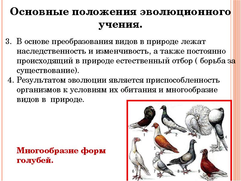 Эволюционные изменения птиц. Эволюционное учение презентация. 7 Класс эволюционное учение. Развитие эволюционного учения 9 класс презентация. Основные её положения эволюции.