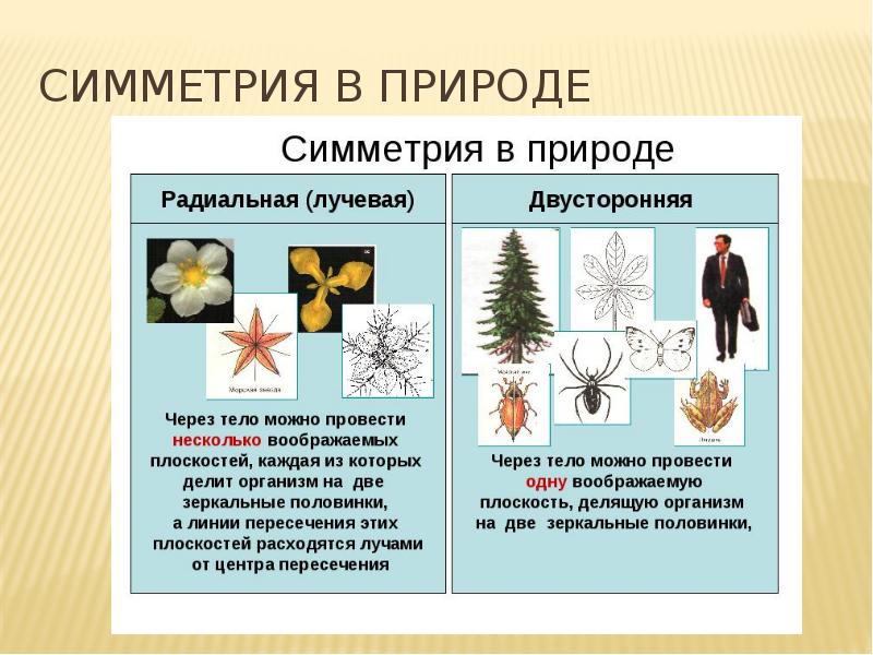 Симметрия в природе Симметрия в природе