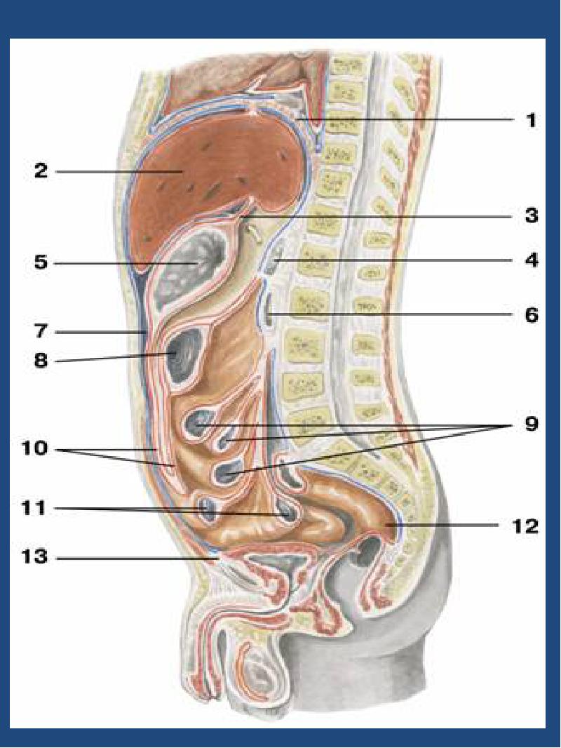 Строение мужчины внутренние органы фото. Брюшина и брюшная полость анатомия. Ход брюшины на сагиттальном разрезе. Брюшина анатомия человека атлас. Ход брюшины анатомия схема.
