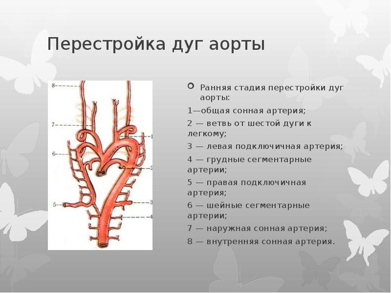 Ветви дуги аорты схема