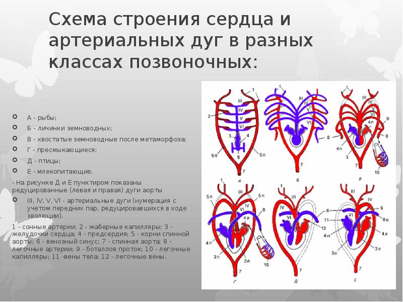 Кровеносная система рептилий рисунок