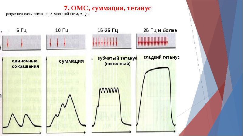 Прибор для записи графического изображения мышечных сокращений