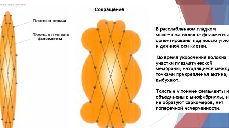 3 слоя гладких мышц. Регуляция моторики гладких мышечных волокон. Регуляция моторики гладких мышечных волокон картинка. Мышечная стенка состоит из трех слоев гладких мышц