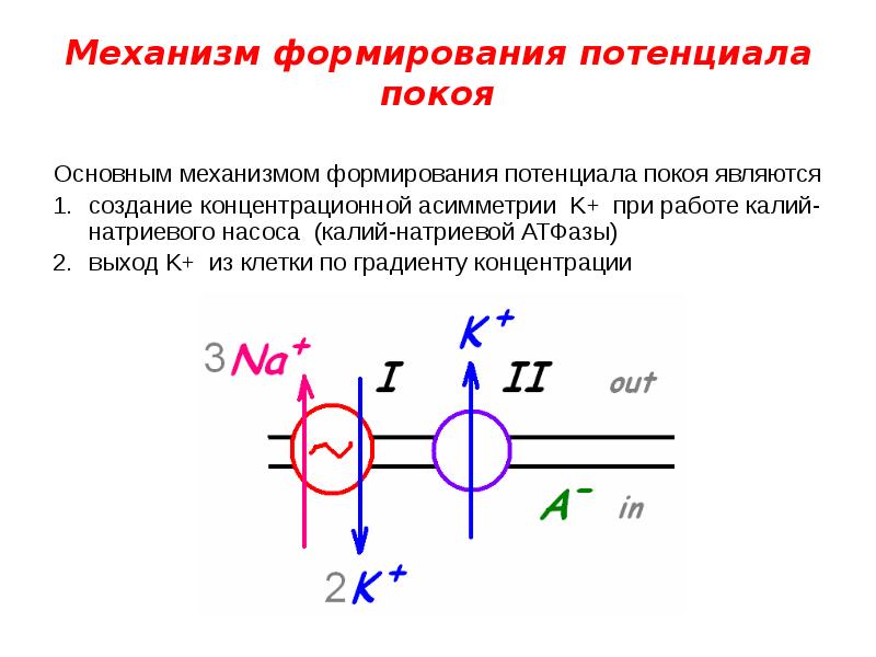 Потенциал формирования