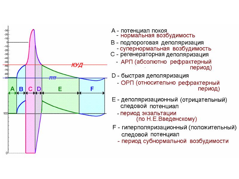 Физиология возбудимых тканей изменение возбудимости ткани от интенсивности силы раздражителя схема