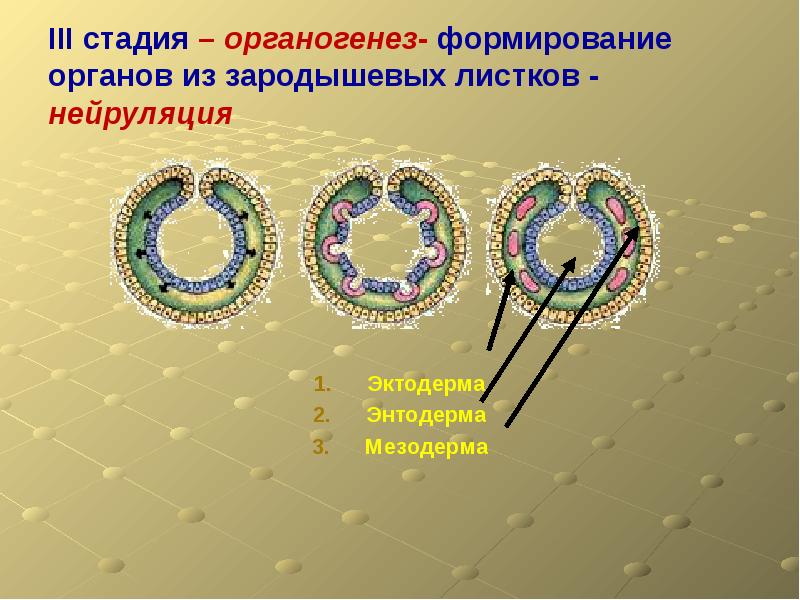 Клеточные процессы органогенеза. Стадии органогенеза.