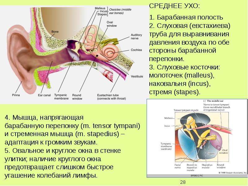 Звук слух мозг