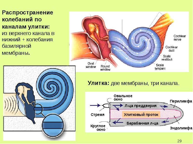 Диаграмма слуха человека