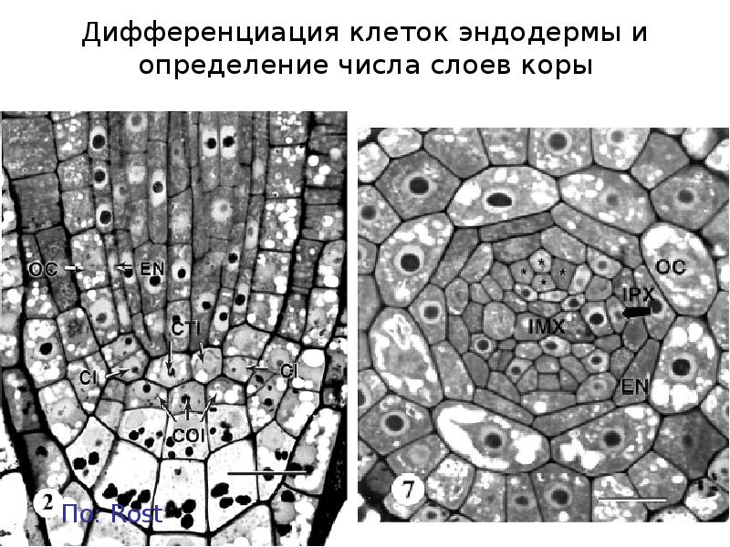 Дифференциация клеток. Дифференция клеток в корне. Дифференциация клеток в корне. Зона начальной дифференциации клеток. Дифференциация клеток определение.