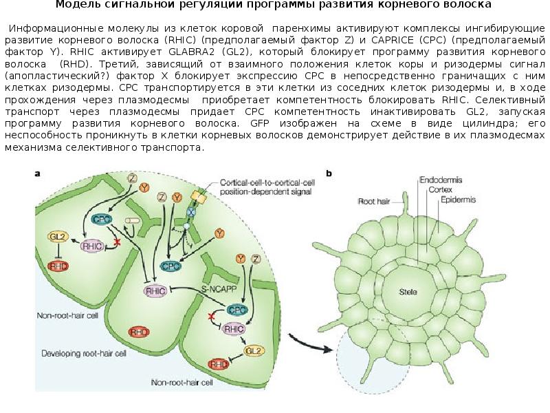 Дифференцировка клеток презентация