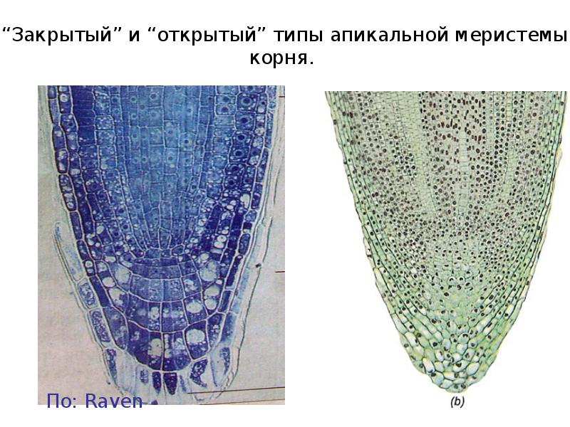 Клетки образовательной ткани в корне