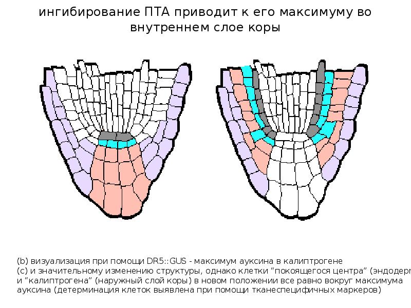 строение и функции корневого чехлика. жарыктын тарашы спекр хлорофил фитохром криптохром.