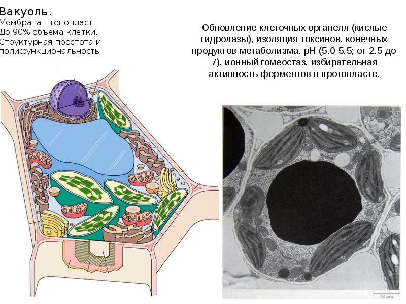 Клетка растений мембрана. Вакуоль тонопласт. Плазмалемма и тонопласт. Строение растительной клетки тонопласт. Тонопласт клеточная мембрана.