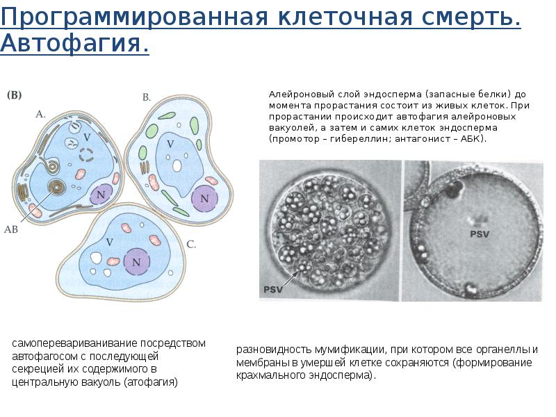 Дифференцировка клеток презентация 10 класс