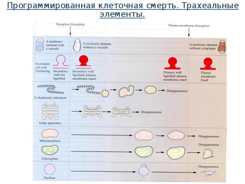 Дифференцировка клеток презентация