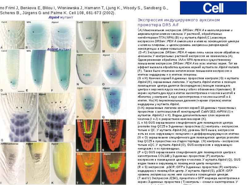 структуры апекса корня. зона дифференциация клеток. роль ауксина. покоящийся центр корня. Positional control.