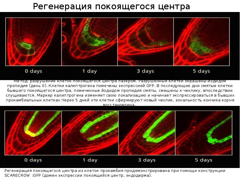 покоящийся центр. инициальные клетки корня. зоны корня зона дифференциации. верхушечная апикальная меристема. дифференцировка тканей в кончике корня.