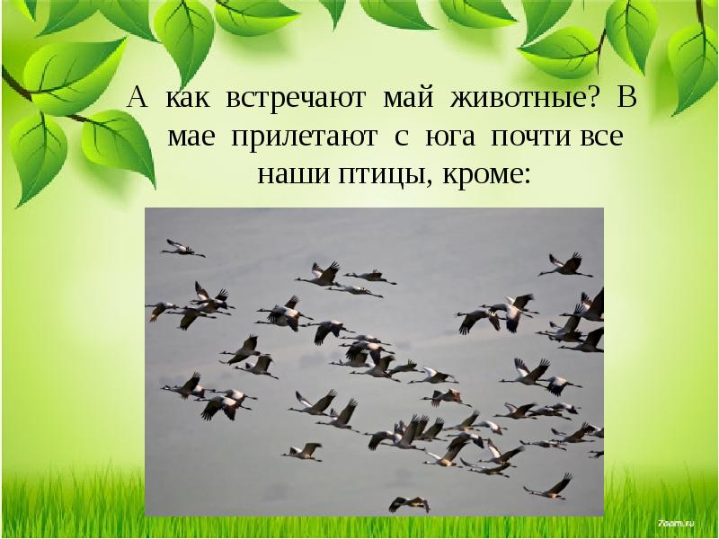 Май весну завершает лето начинает 1 класс школа 21 века конспект и презентация