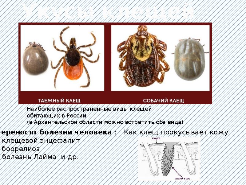 Заболевание клещами. Собачий клещ переносчик. Собачий клещ переносчик заболевания. Собачий клещ переносчик энцефалита. Собачий клещ является переносчиком возбудителей.