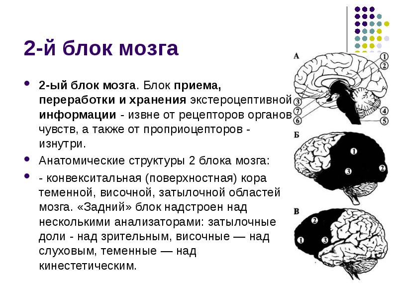 Блок приема переработки и хранения экстероцептивной информации презентация