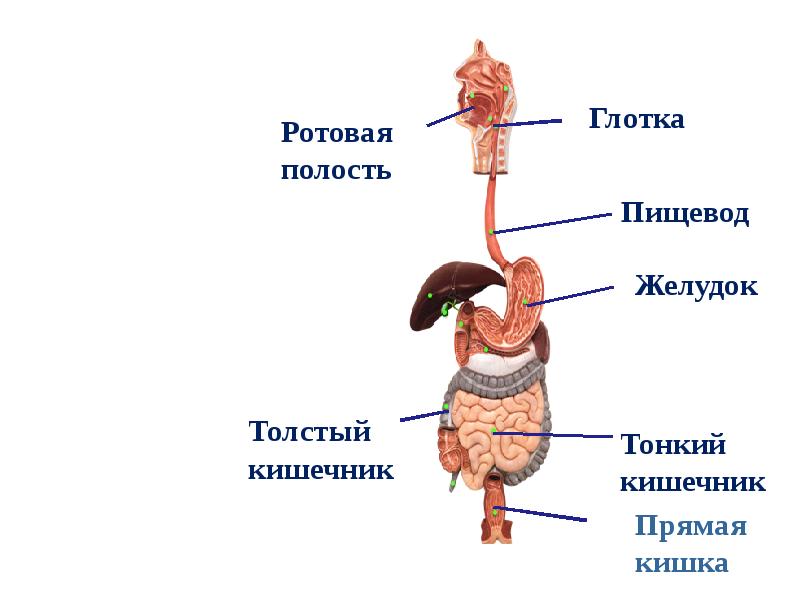 Система органов пищеварения рисунок