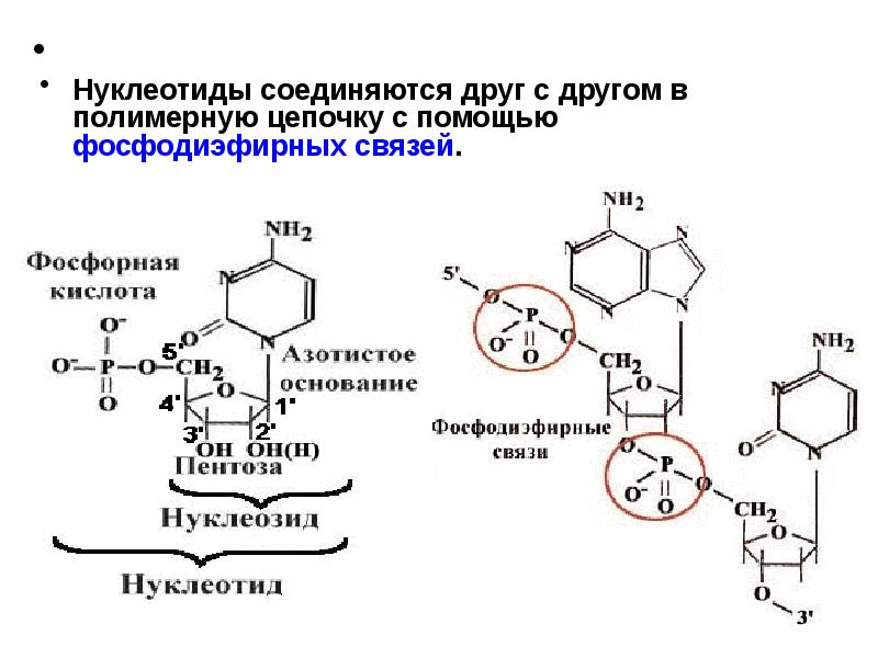 Соединяются друг с другом. 3 5 Фосфодиэфирная связь РНК. Фосфодиэфирная связь в нуклеотидах. Образование фосфодиэфирной связи между нуклеотидами. Фосфодиэфирная связь в нуклеиновых кислотах.