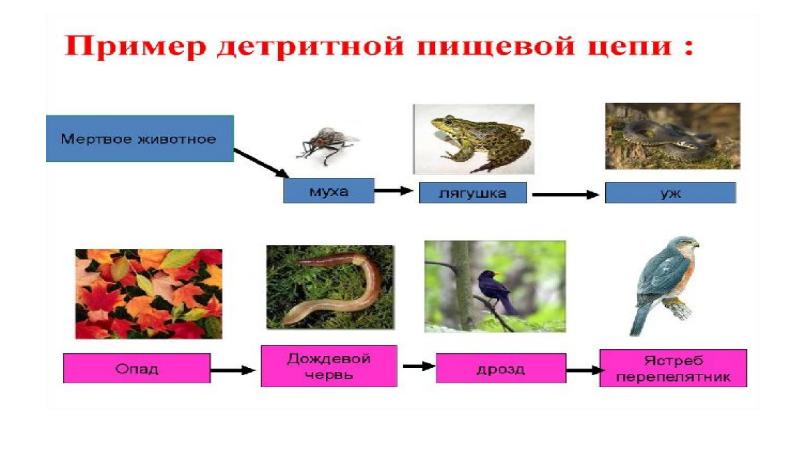 Схема пастбищной пищевой цепи