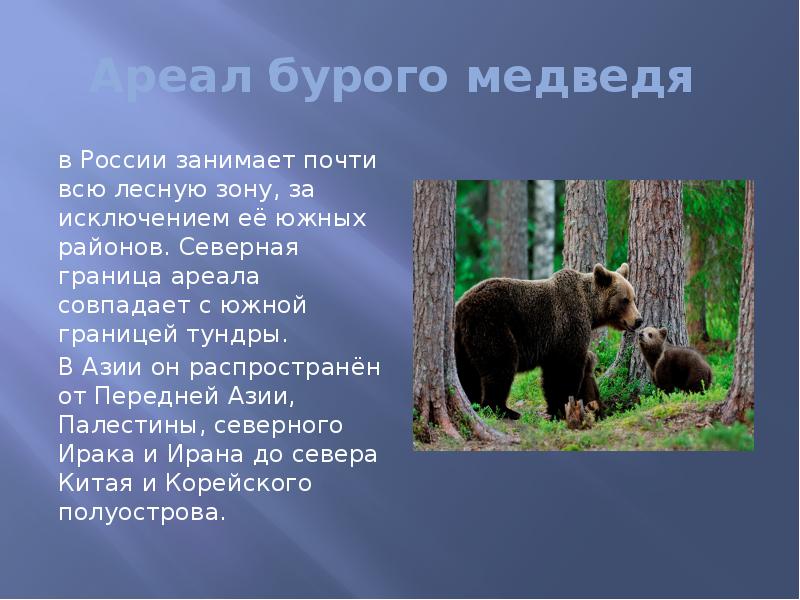 Где живут медведи на каком материке. Ареал обитания бурого медведя. Места обитания медведей в России. Бурый медведь. Медведь для презентации.