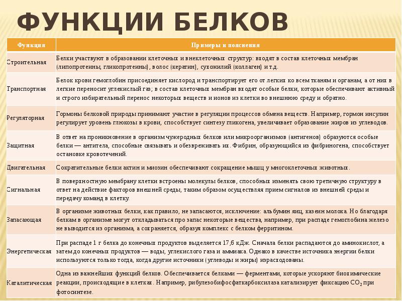 Какие функции белков. Перечислите основные биологические функции белков. Функции белков с объяснением. Перечислить функции белков в организме человека.. Функции белков 10 класс биология.