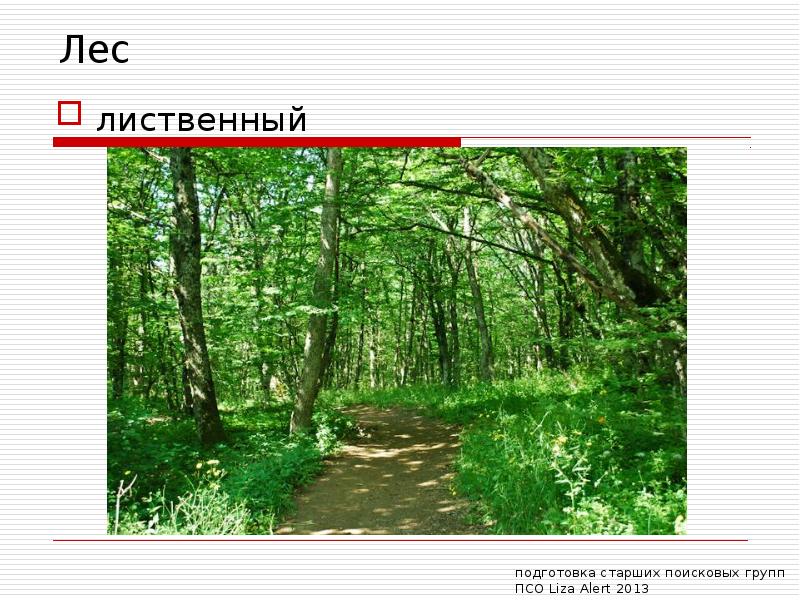 Русский лес приложение. Программа лес. Лиственный лес Ленинградской области. Программа «лес надежды». Обманчивый лес презентация.