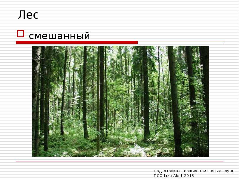 Программа лес. Смешанные леса 4 класс. Смешанные леса рисунок для 4 класса. Проект боевой лес.