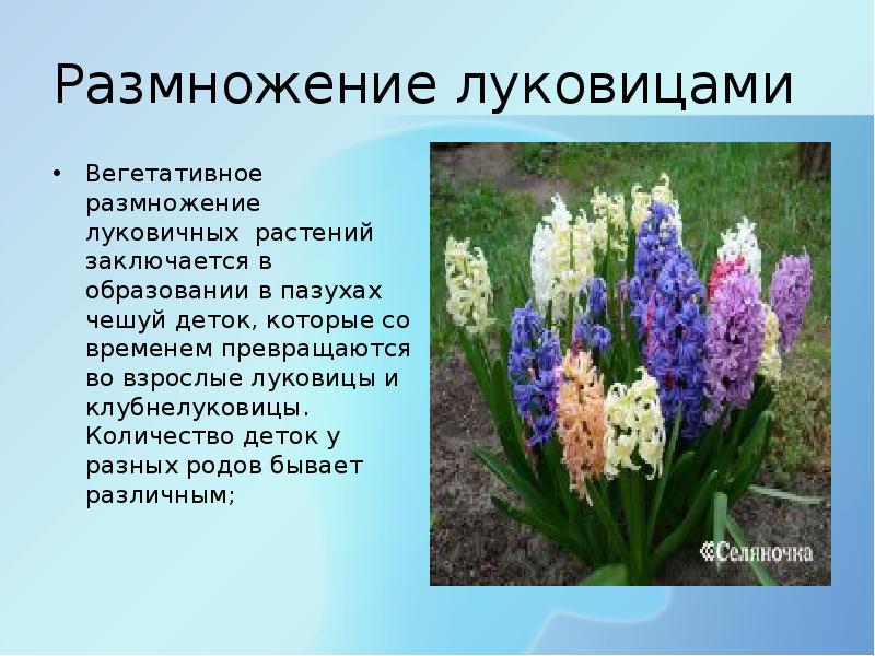 Какие цветы размножаются луковицами фото и названия
