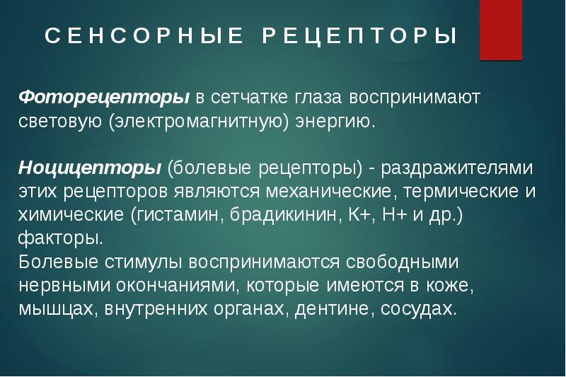 Осязание сложное чувство перечислите какие рецепторы работают при ощупывании например стола кратко