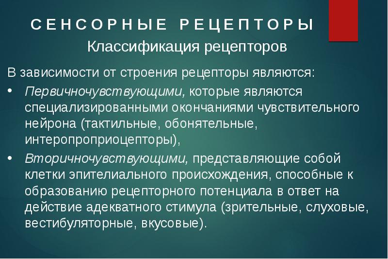 Р ы е. Тактильные рецепторы первичночувствующие. Классификация тактильных рецепторов. К первичночувствующим рецепторам относятся. Классификация рецепторов по строению первичночувствующие.