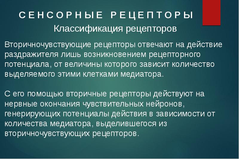 Ц е н з о р т. Первичночувствующие и вторичночувствующие рецепторы. Вторично чуствующие рецепторы. Рвично и вторично чувствующие рецепторы. Первично и вторично чувствующин рецепторы.