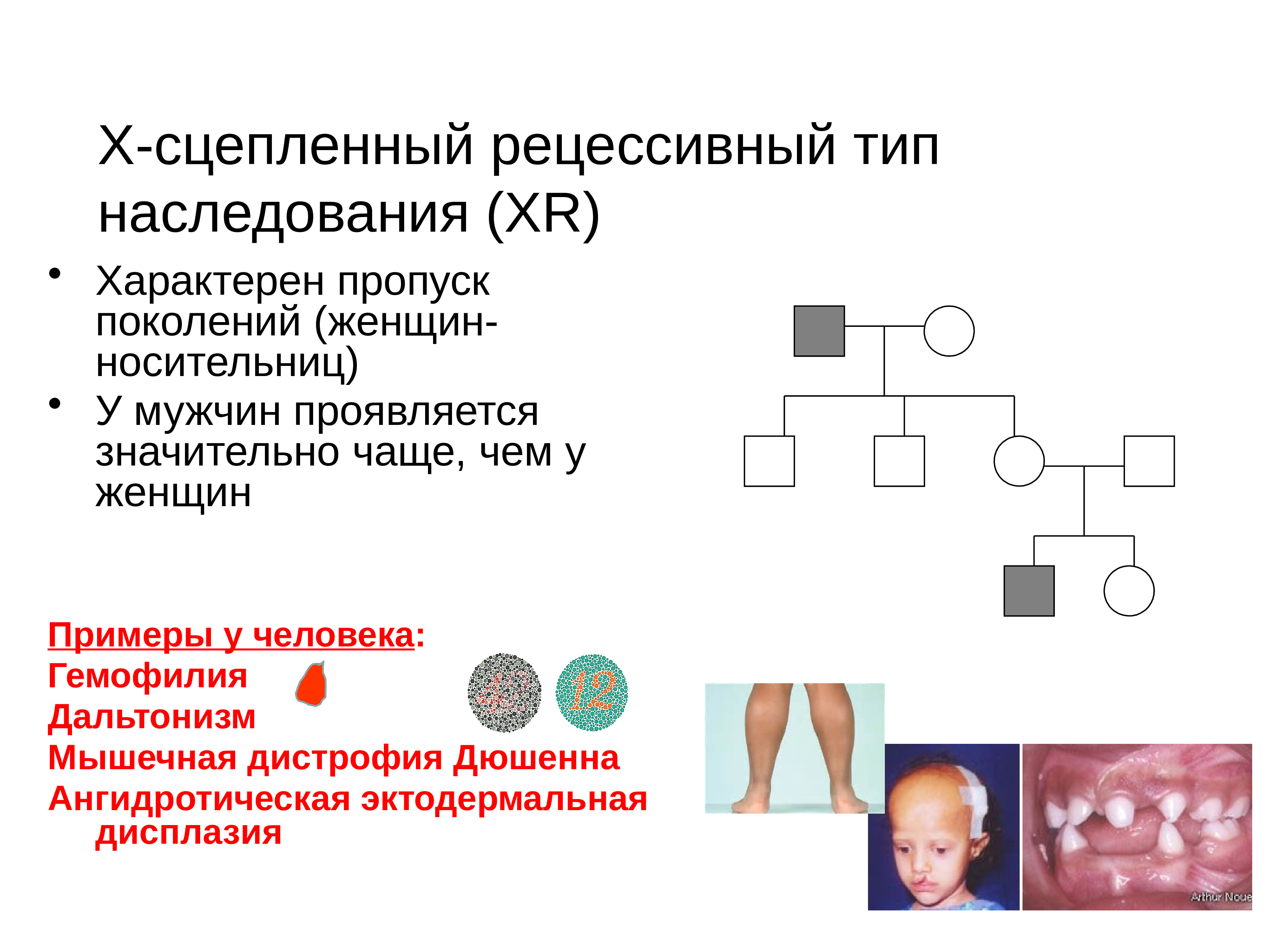 Генетика человека презентация