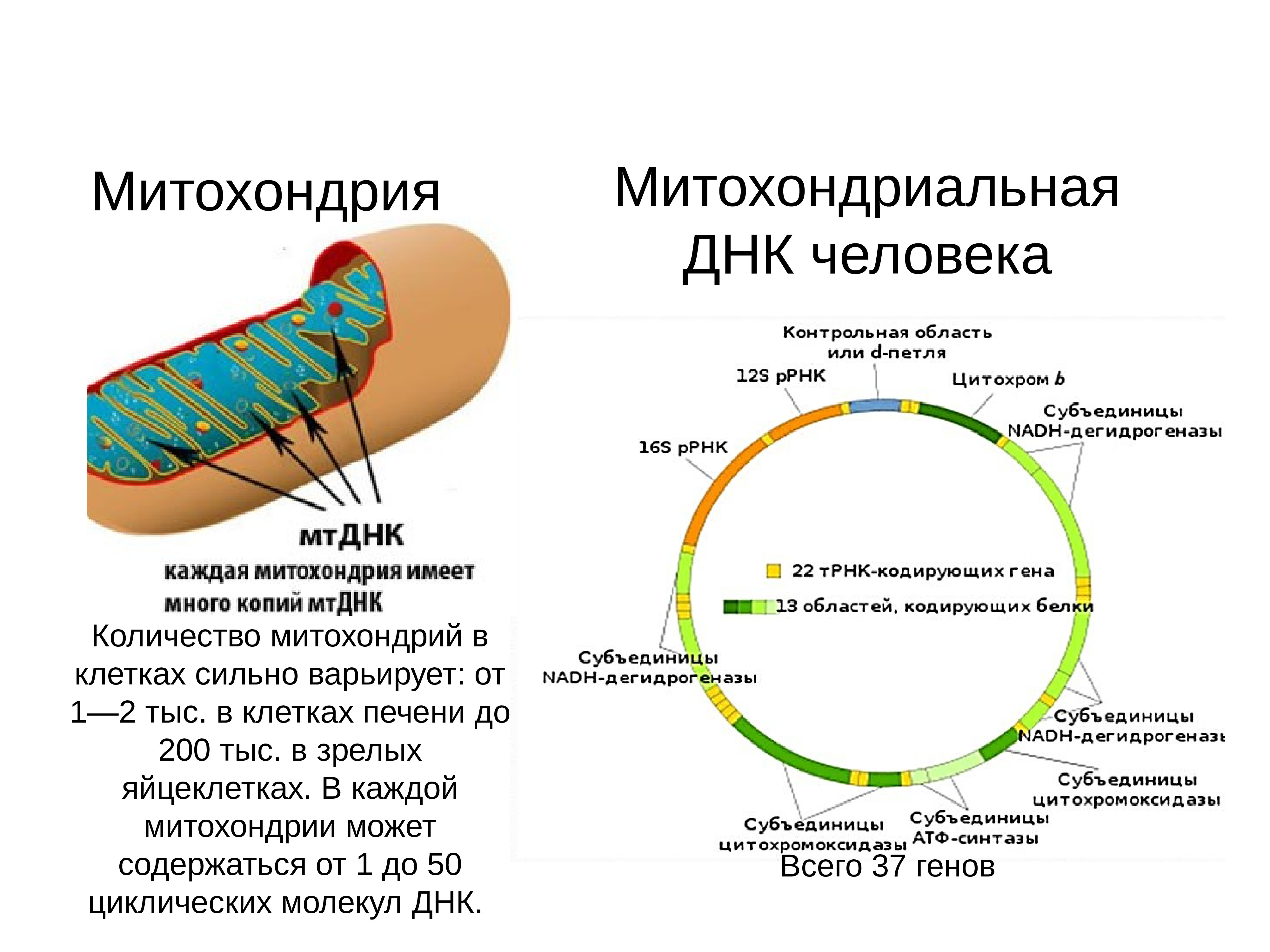 Митохондриальная теория старения презентация