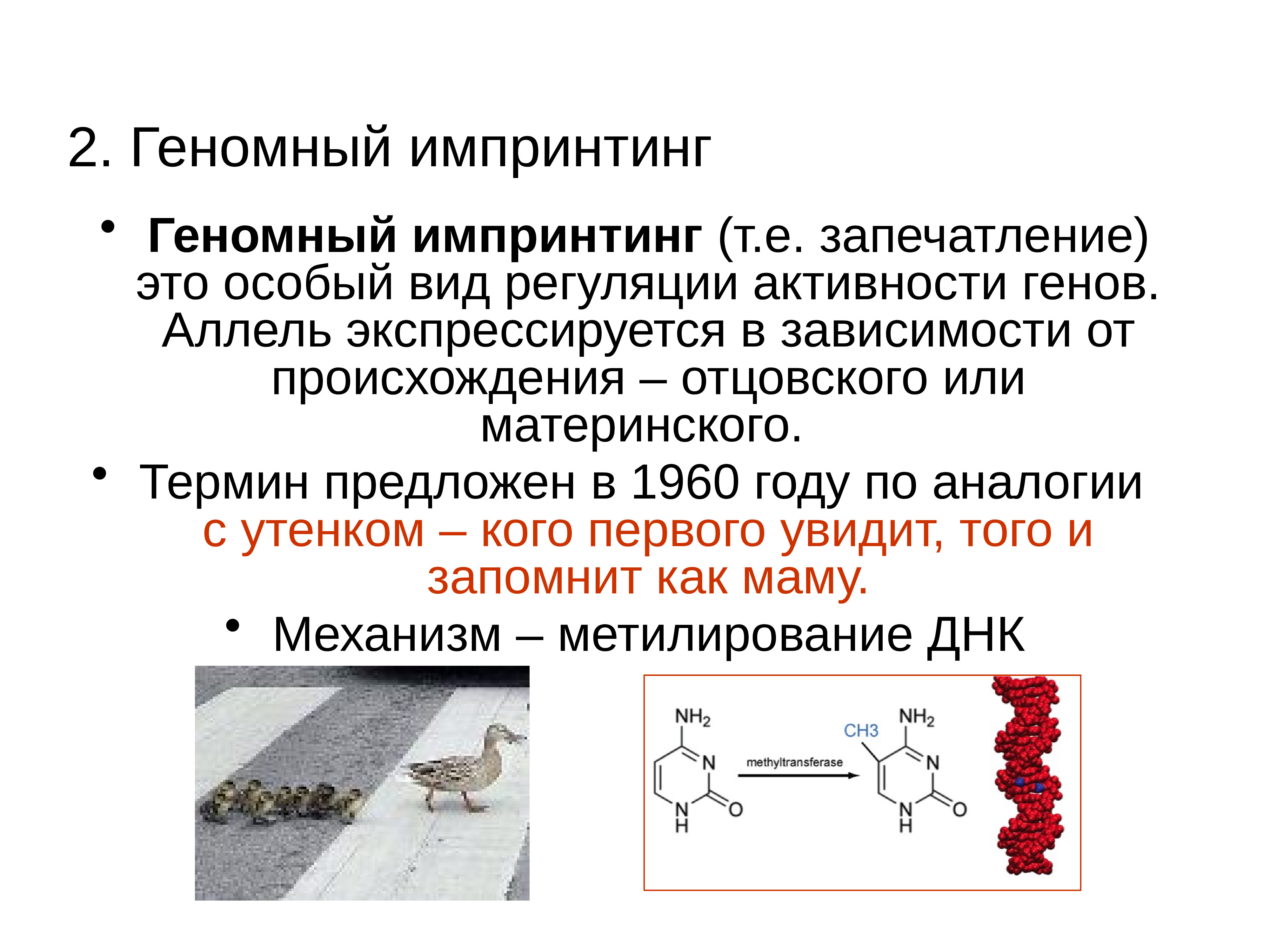 Импринтинг это. Геномный импринтинг. Механизм геномного импринтинга. Геномный импринтинг это в биологии. Геномный импринтинг заболевания.