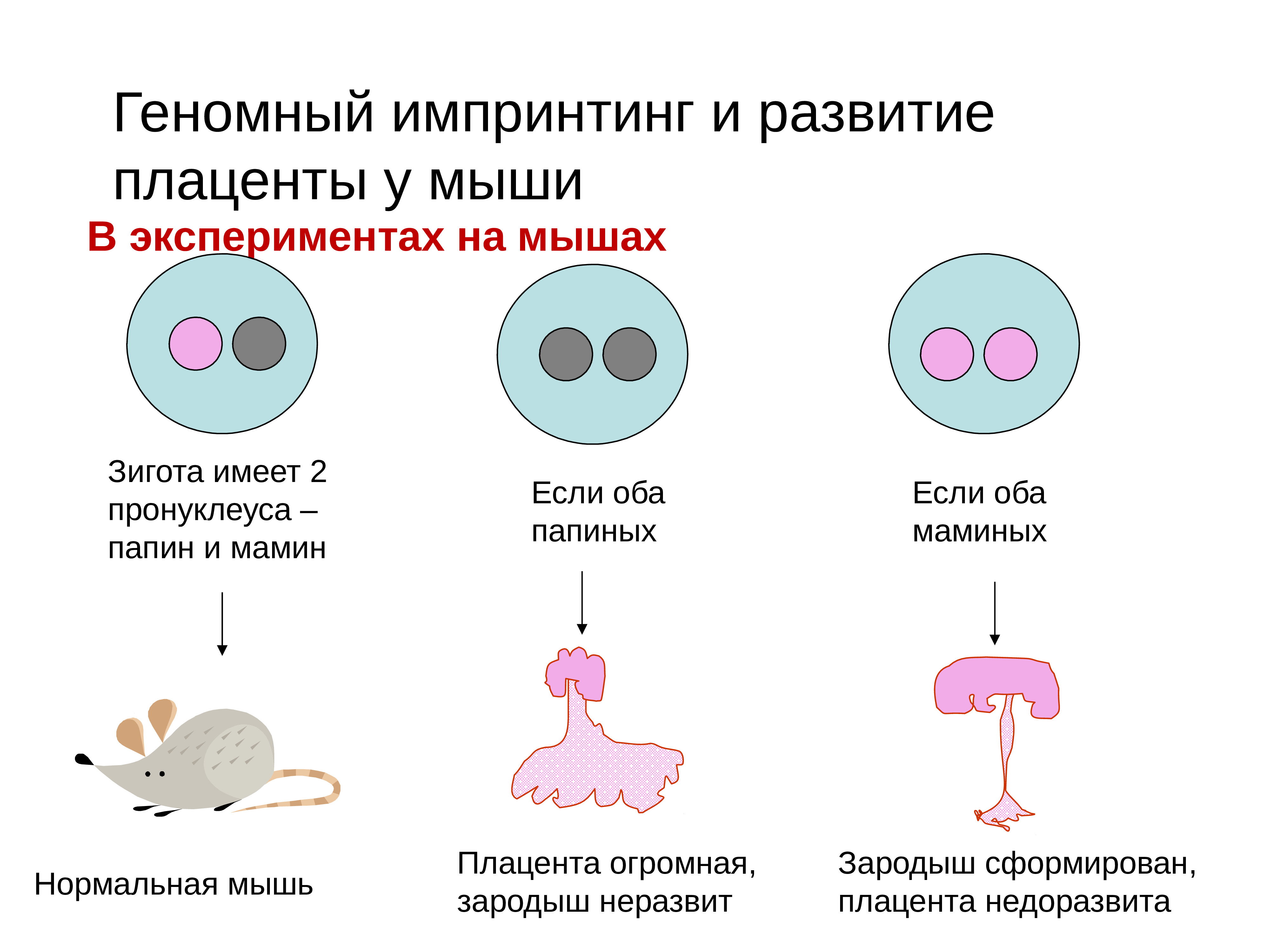 Методы изучения генетики человека. Методы исследования генетики человека таблица 10 класс. Тема методы исследования генетики человека. Методы изучения генетики человека презентация. Методы генетических исследований человека проект.