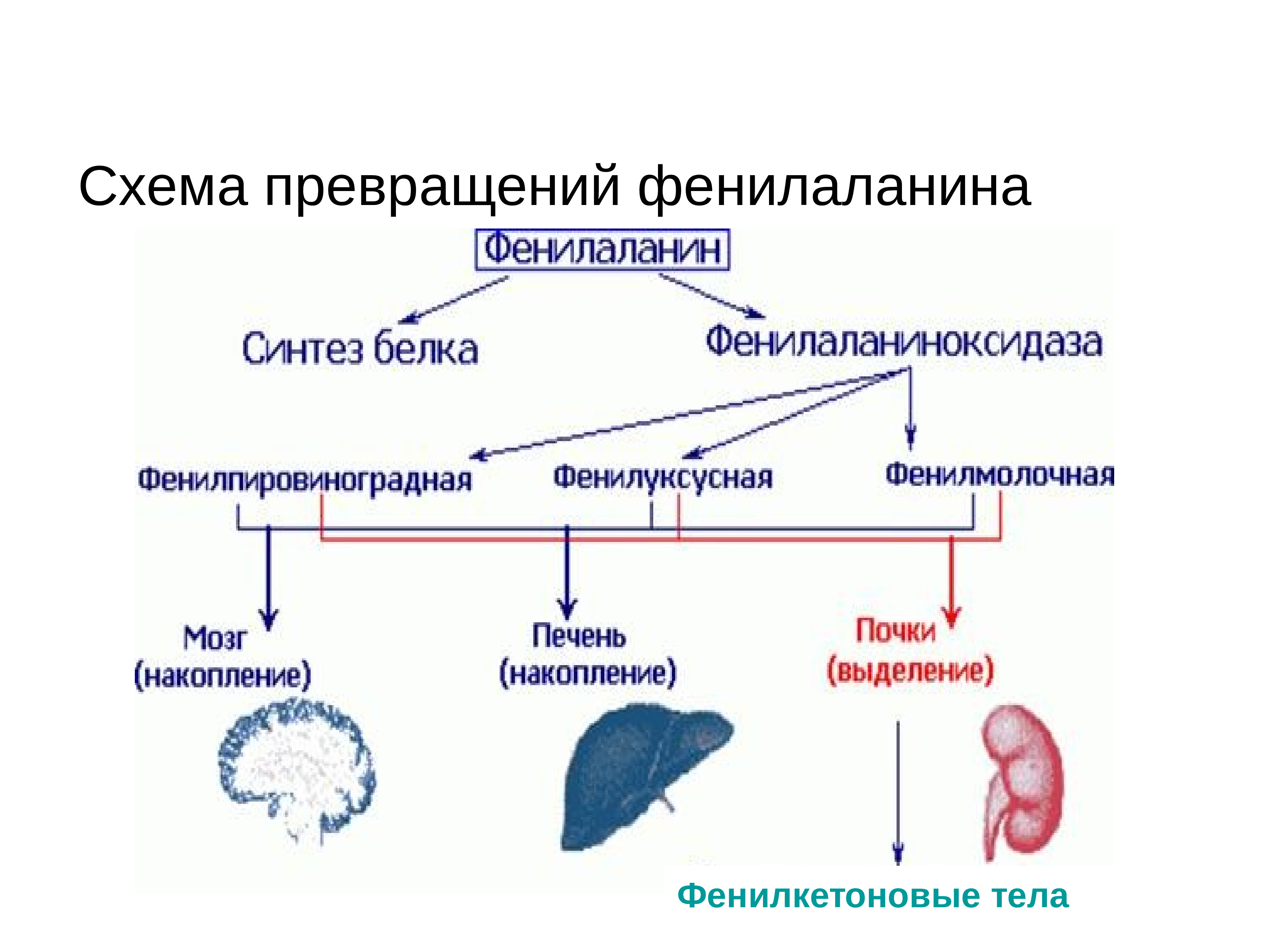 Методы генетических исследований человека проект по биологии 10 класса