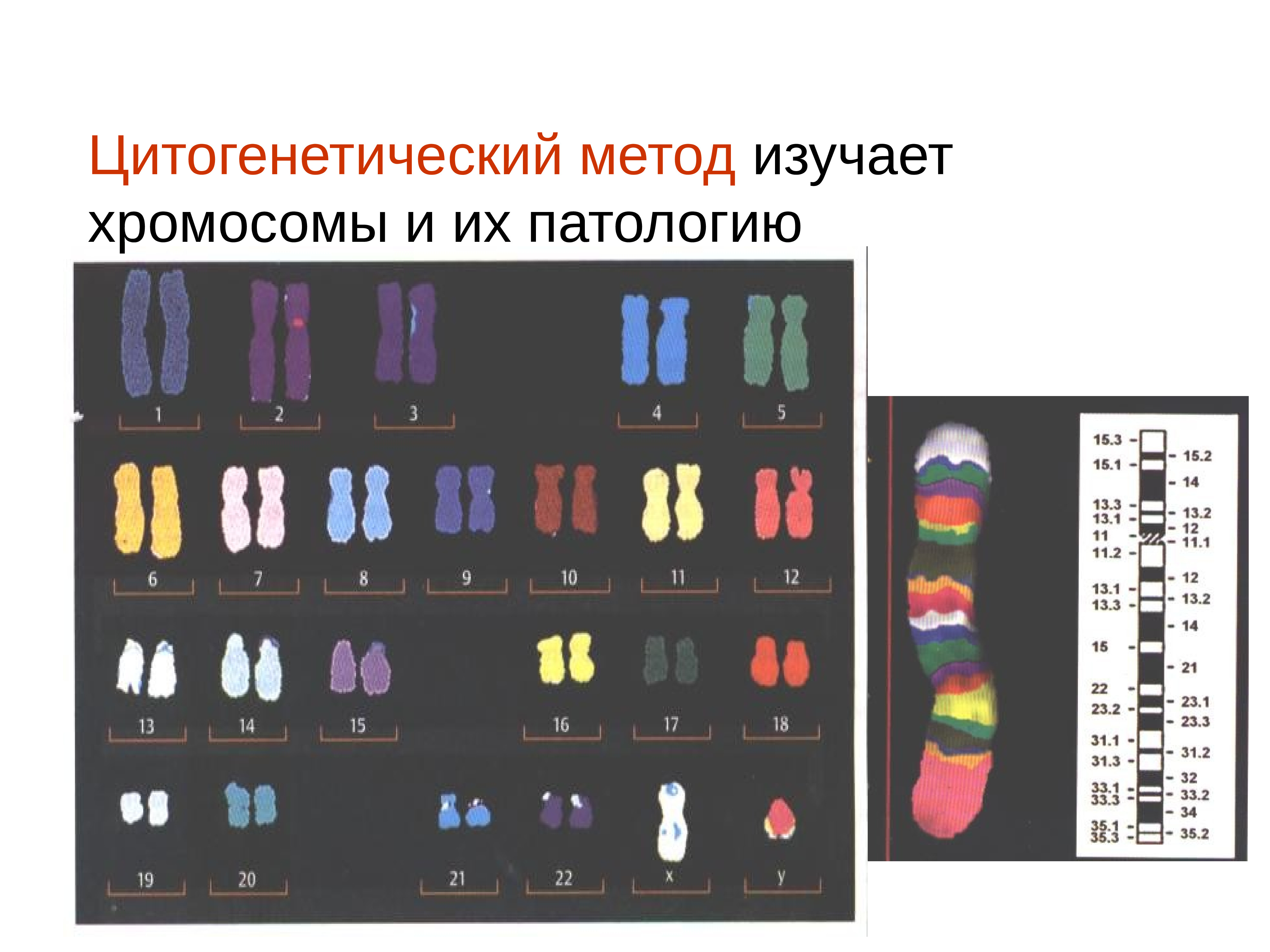 Презентация картирование хромосом