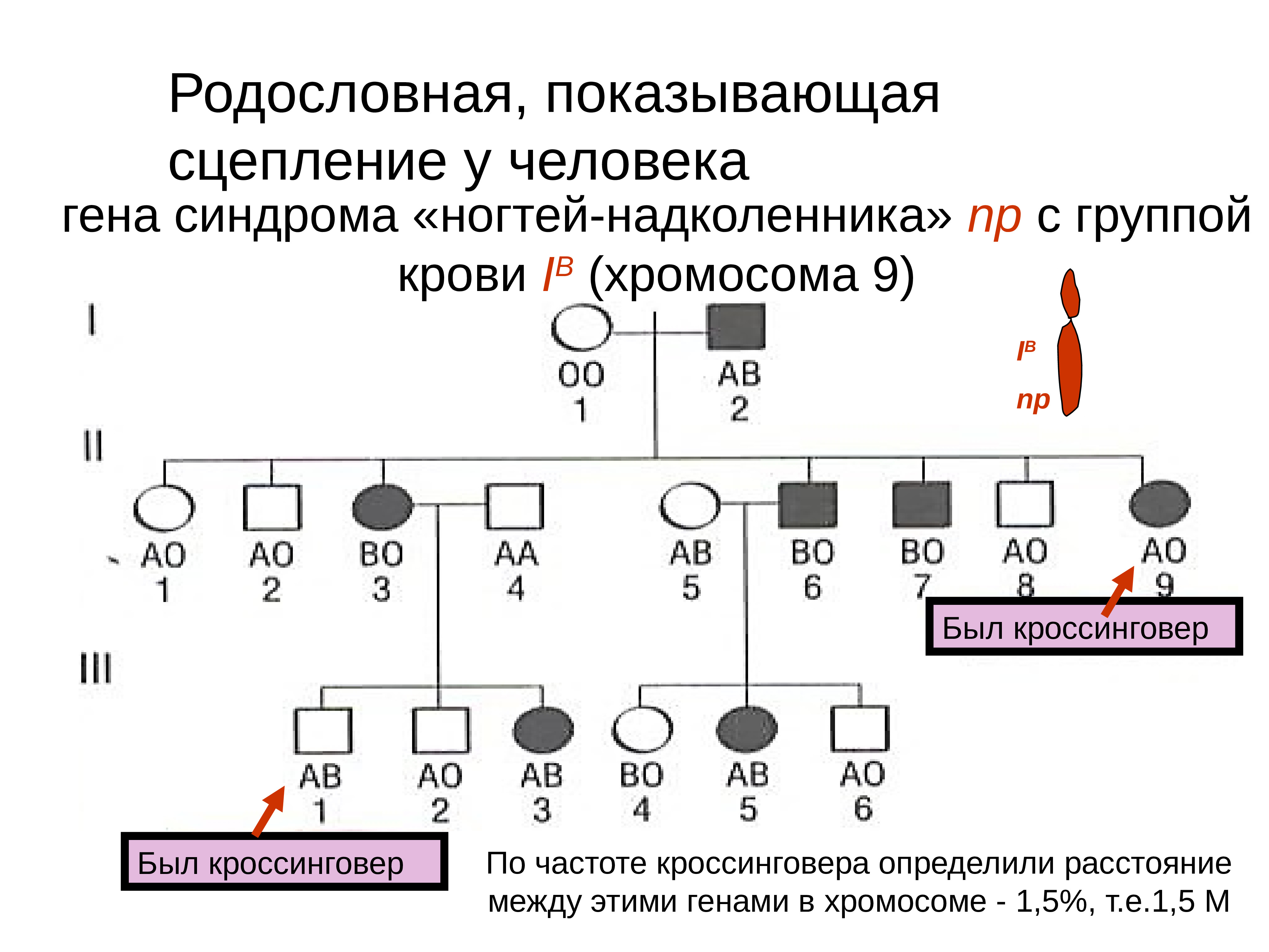 Методы генетического исследования человека проект