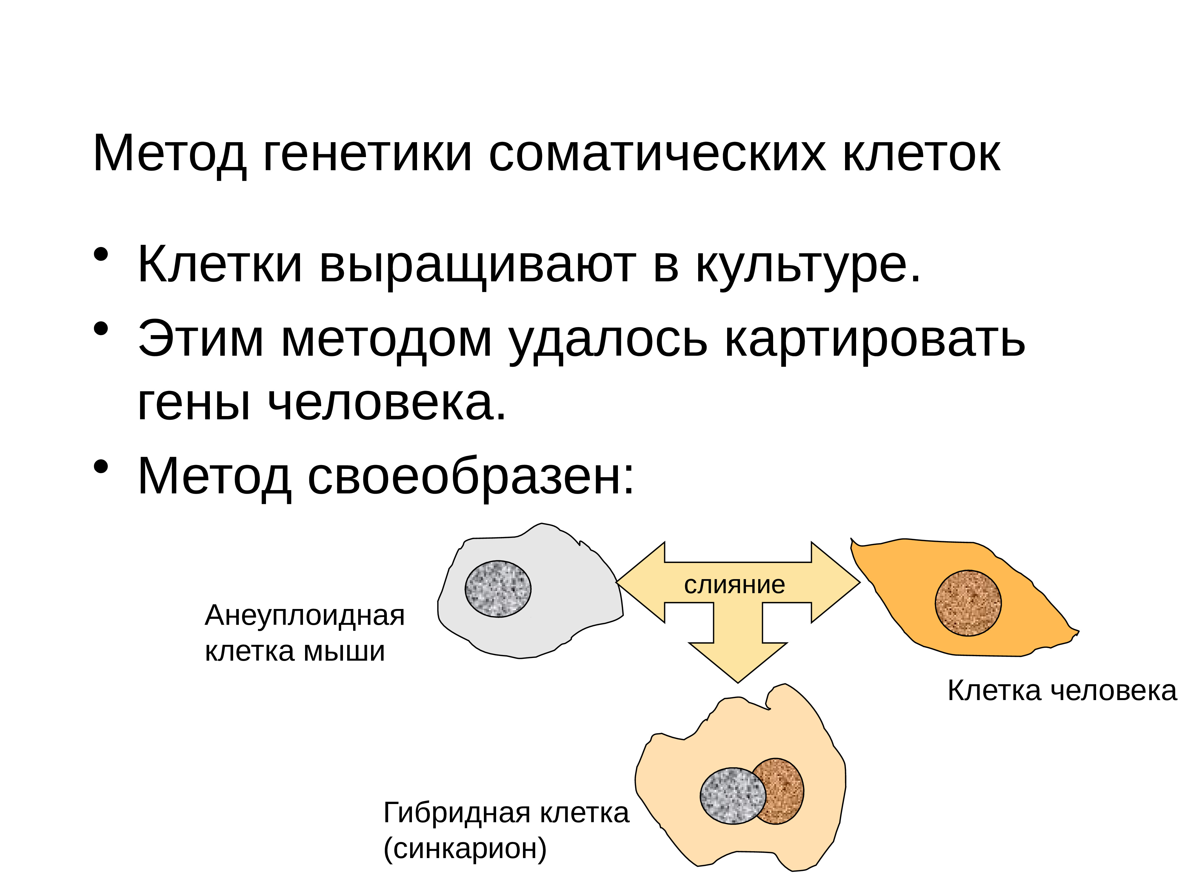 Методы генетики человека презентация