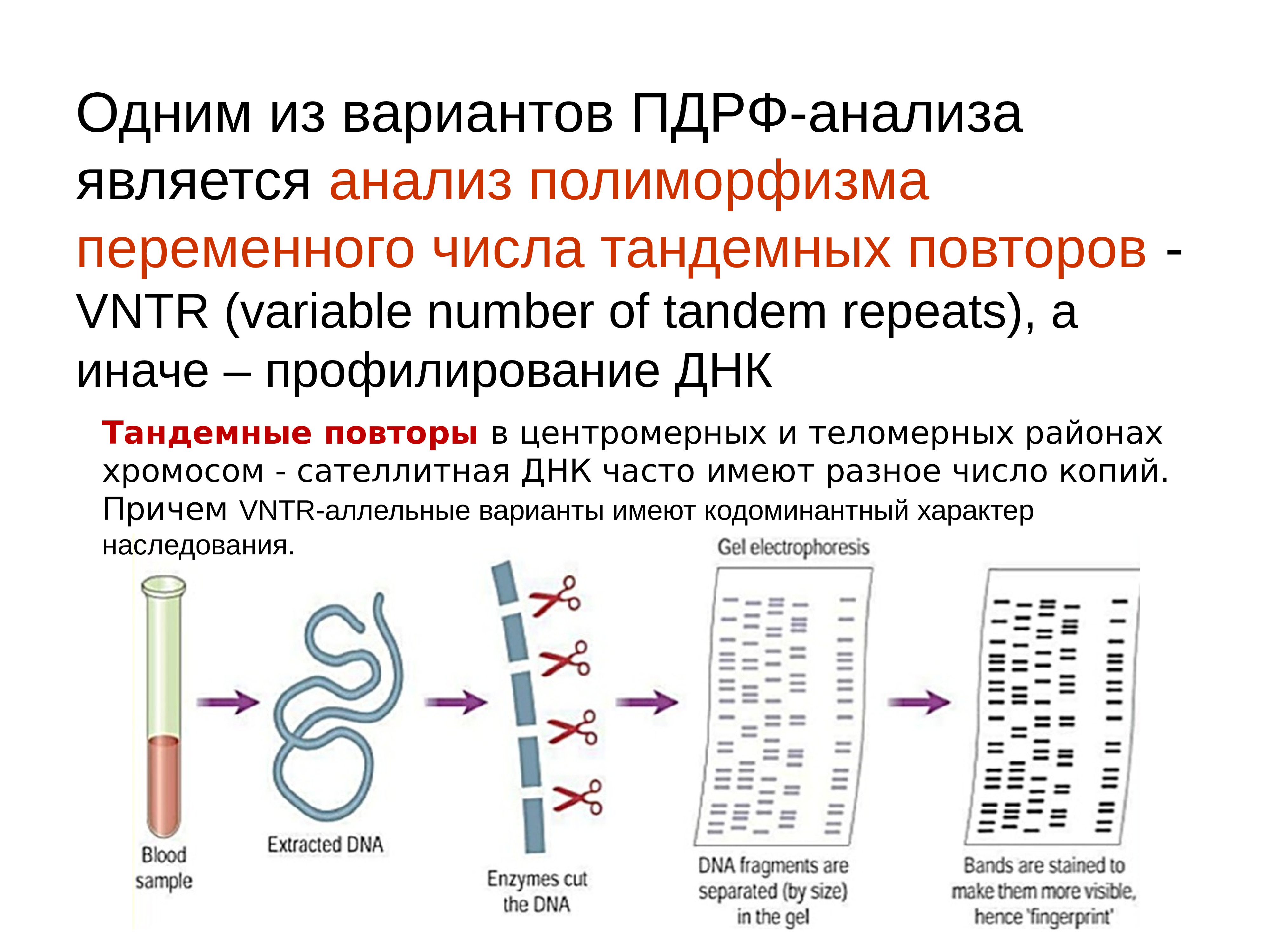 Презентация методы генетики человека 10 класс профильный уровень