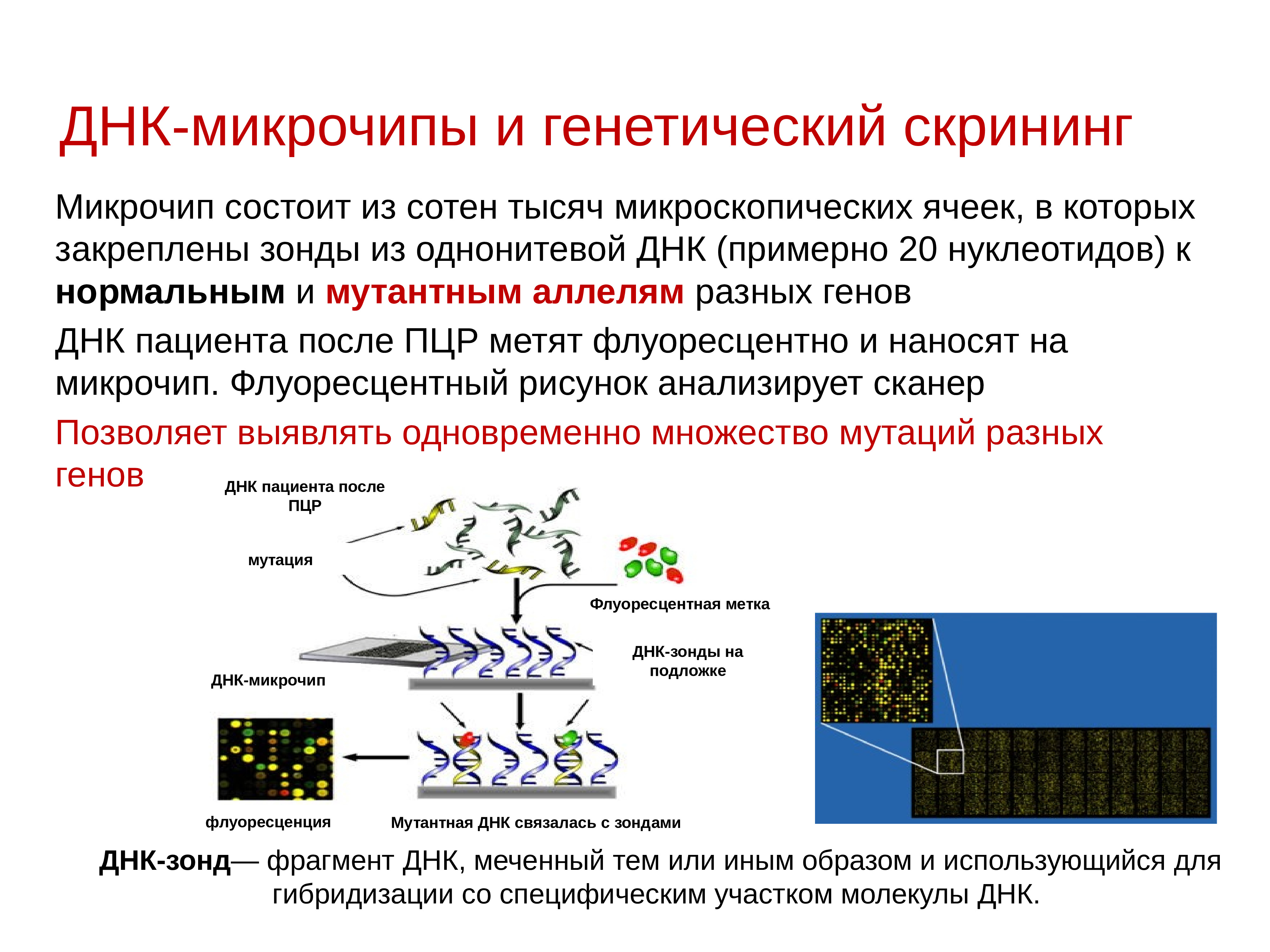 Генетика человека презентация 11 класс