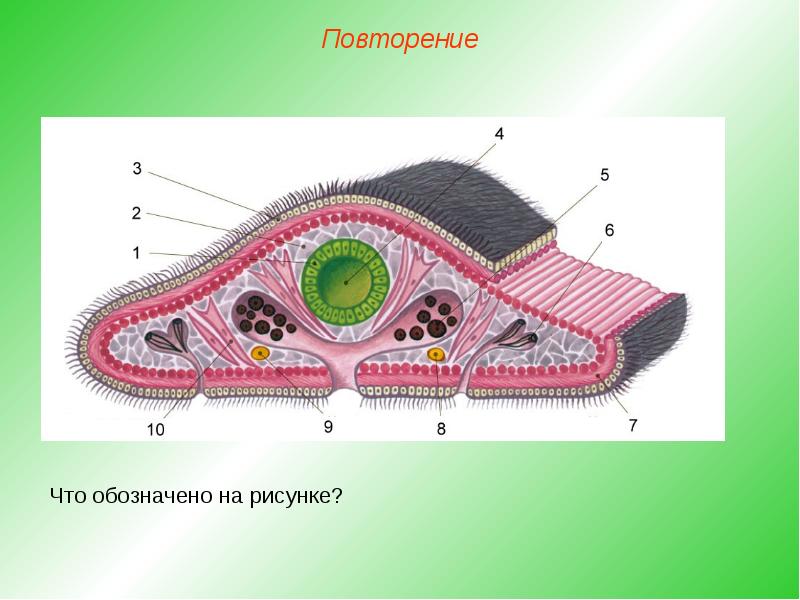 Плоские черви презентация егэ