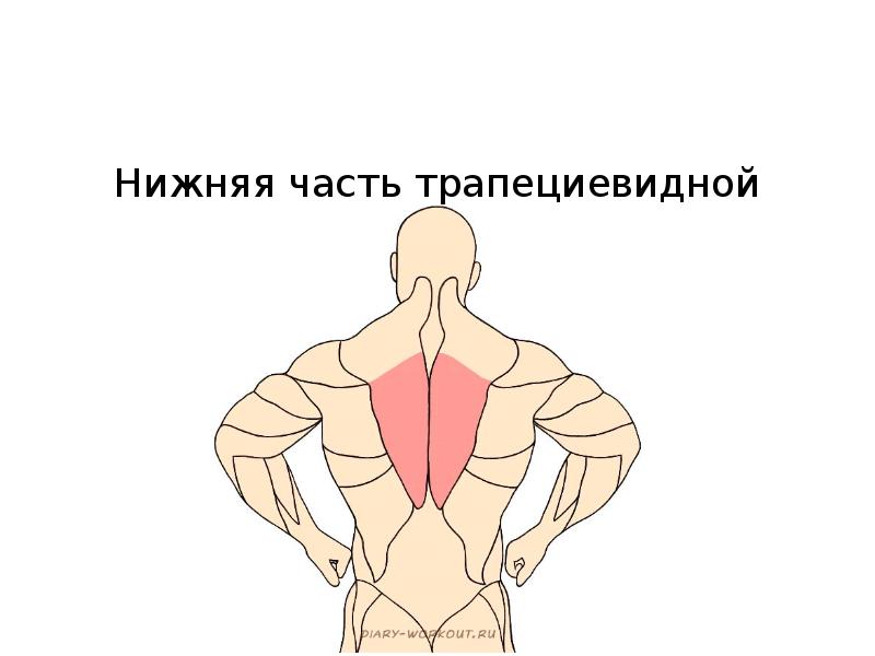 Верхняя трапециевидная. Трапециевидная мышца. Нижние пучки трапециевидной мышцы. Нижняя часть трапециевидной мышцы. Функции средней части трапециевидной мышцы.
