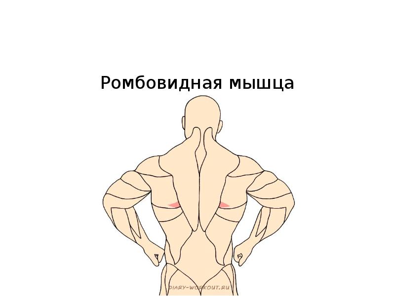 Порции трапециевидной мышцы склонны. Трапециевидная мышца. Ромбовидная мышца. Ромбовидная и трапециевидная мышцы. Болит ромбовидная мышца